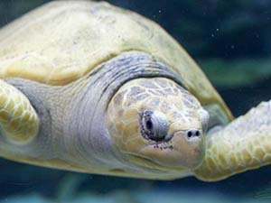 aquaria